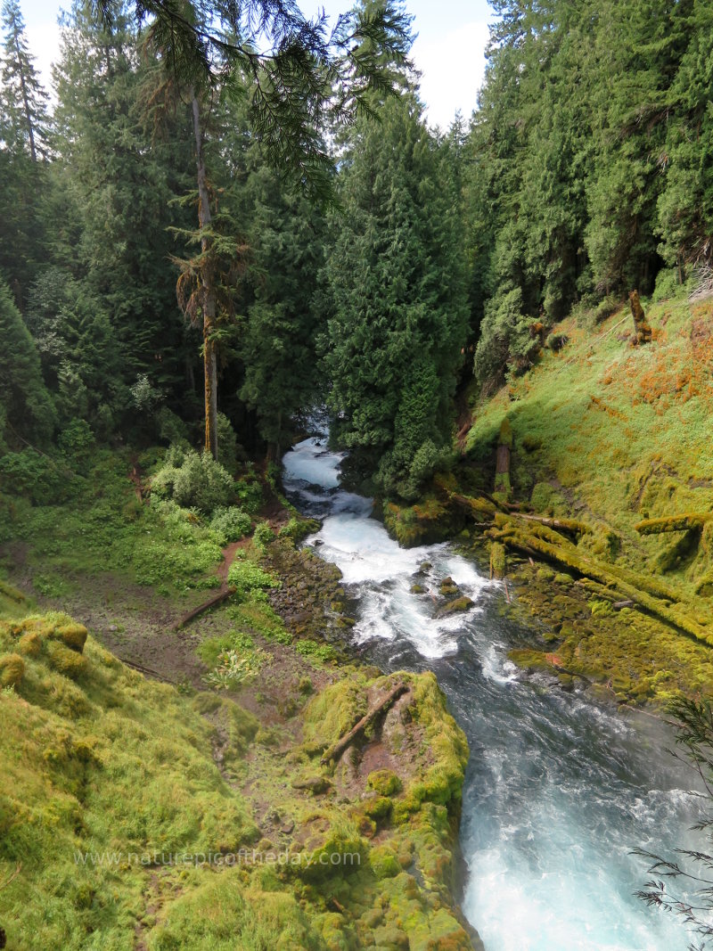 McKenzie River