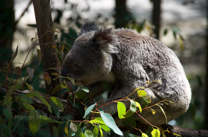 Koala Bear in Australia