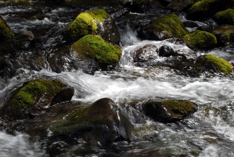 Moss covered rocks in Washington State