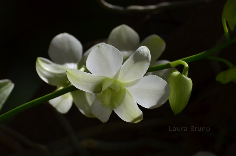 Flowers in Brazil