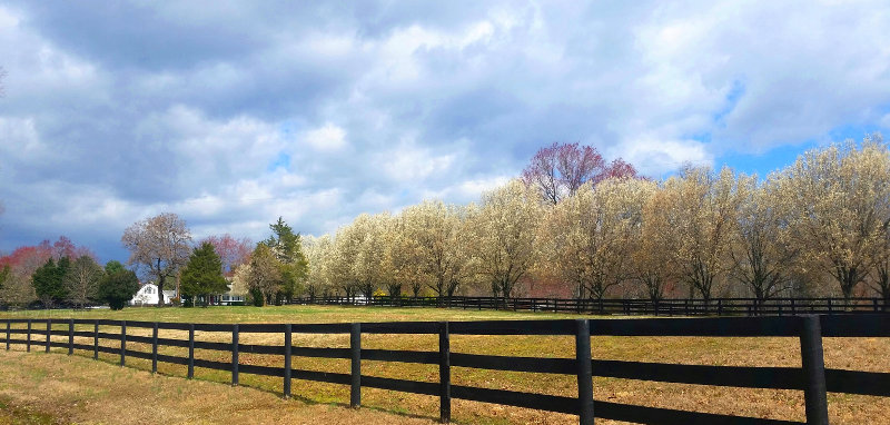 Pear trees blooming in Virginia