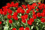 Red Impression Tulips