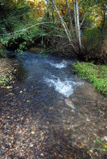 Dog Salmon in Washington