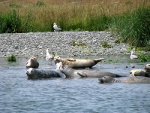 Sea lion and Seagull in Oregon