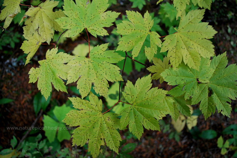 Leaves in Mount Rainier