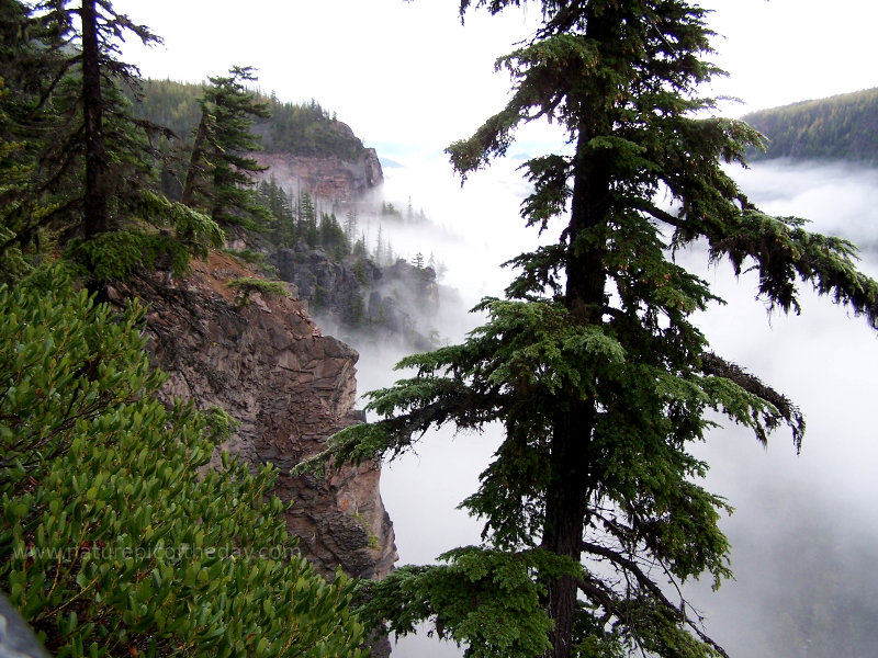 Misty valley in Washington