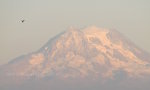 Bird flying with Mount Rainier in the distance.