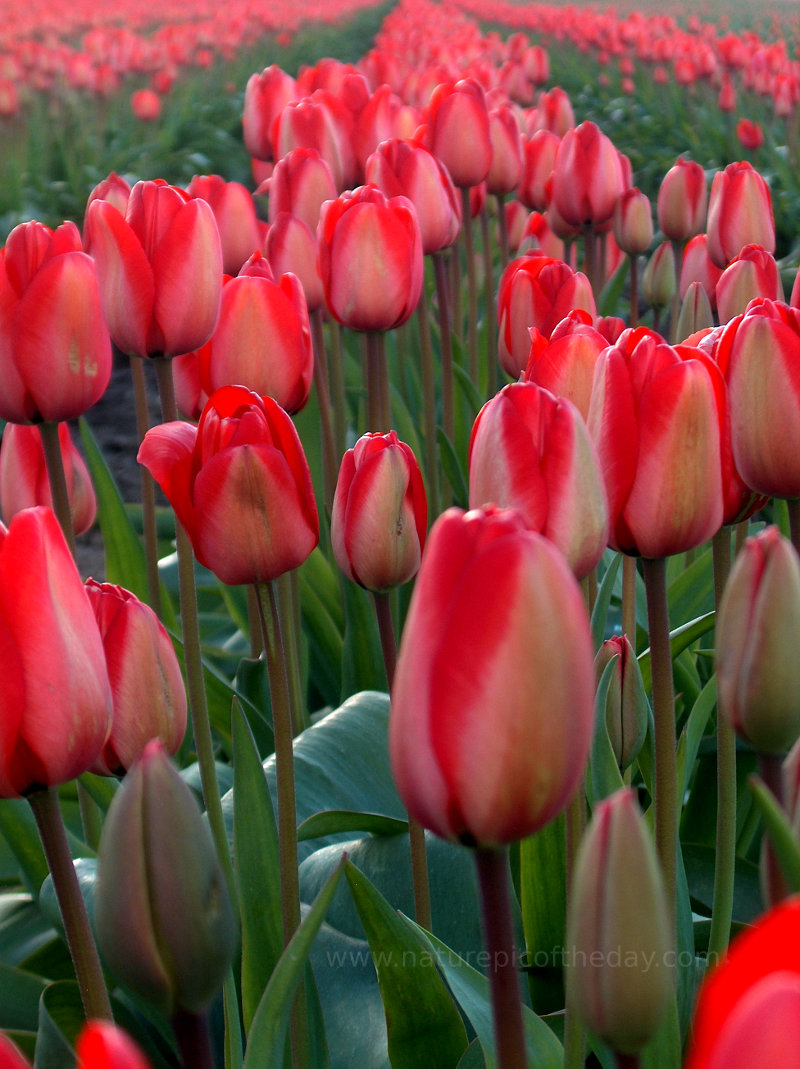 Tulips in Skagit Valley