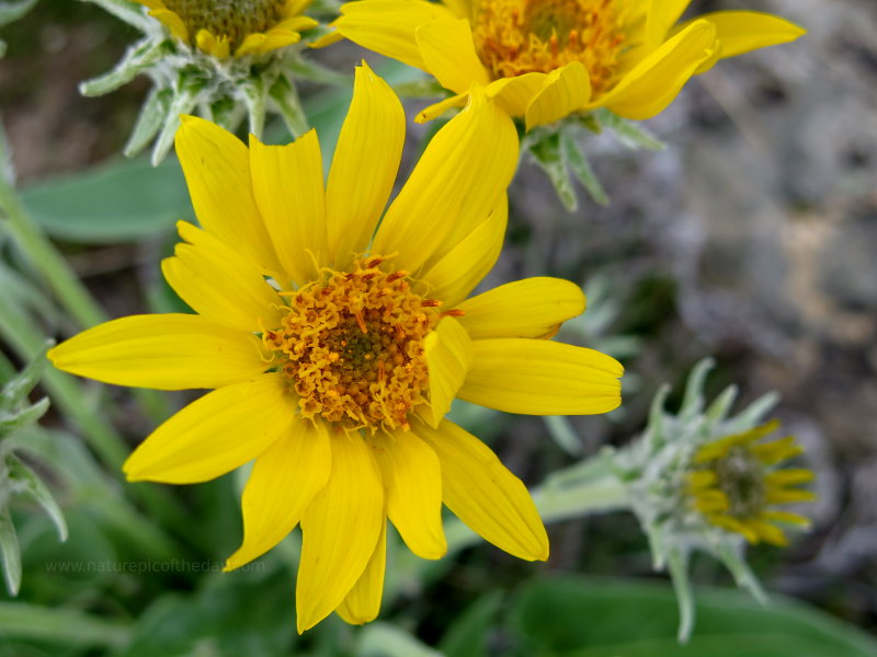 Beautiful Yellow Flowers.