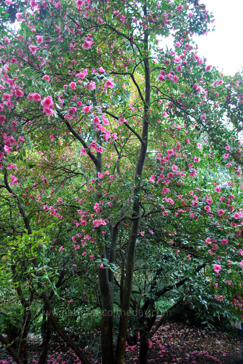 Purple Blossoms