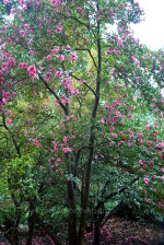 Purple Blossoms