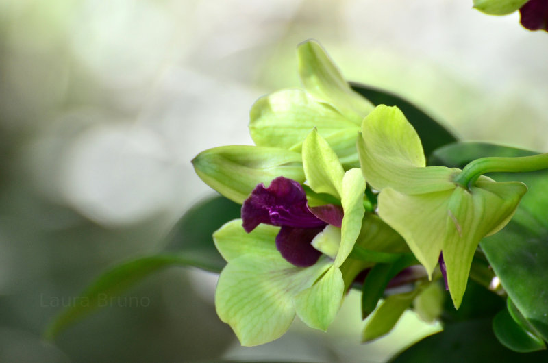 Beautiful Brazilian Flowers