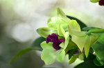 Beautiful Brazilian Flowers