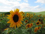 Sunflower in Idaho