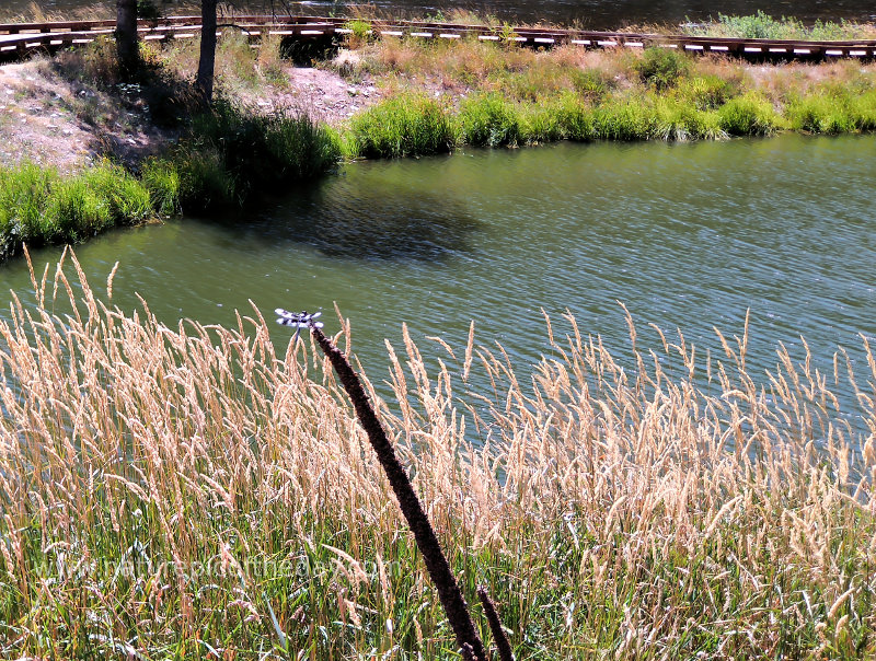 Dragonfly on the Selway River in Idaho