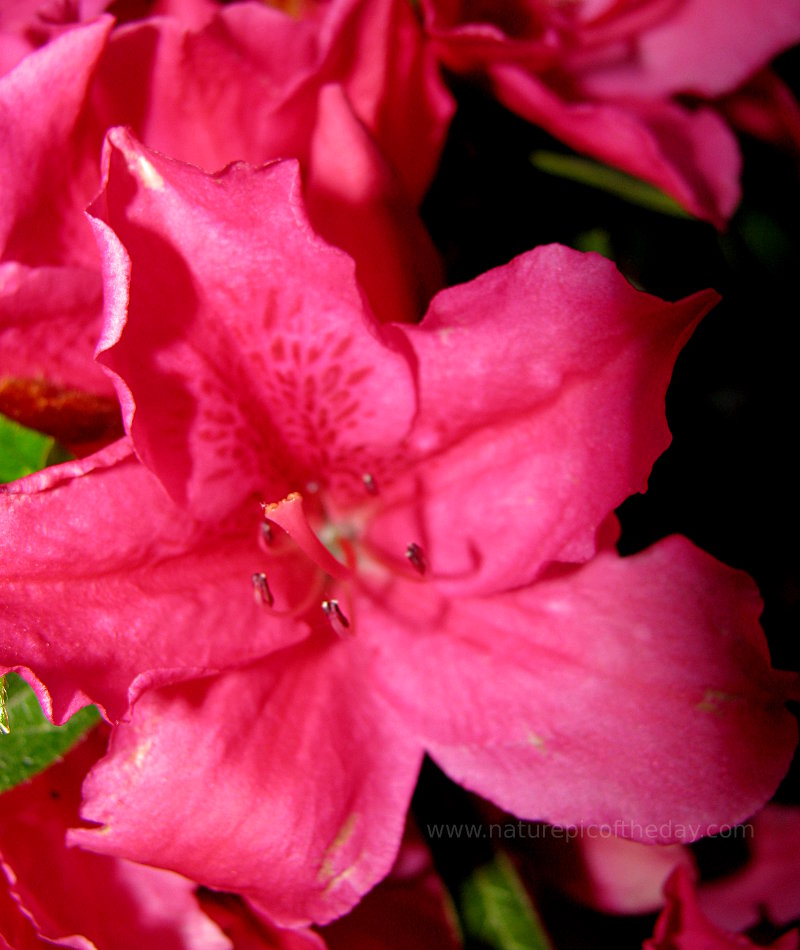 Pink Azalea