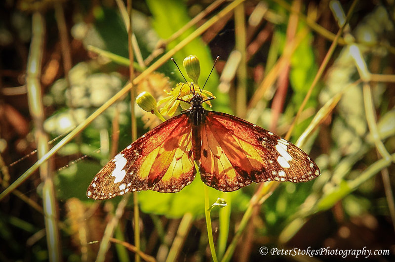 Butterfly in Australia