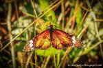 Butterfly in Australia