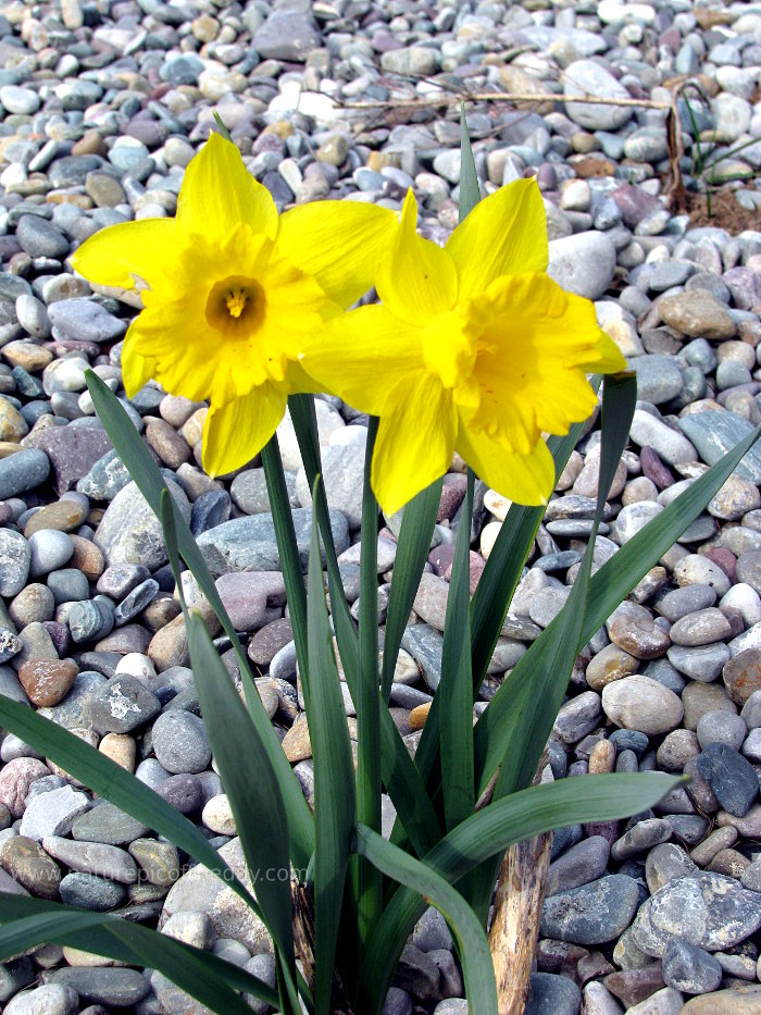 Daffodils in Montana