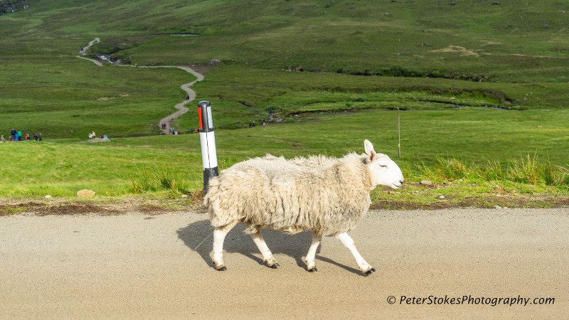 Sheep on the Isle Of Skye, Scotland