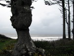 Trees on the Olympic Peninsula