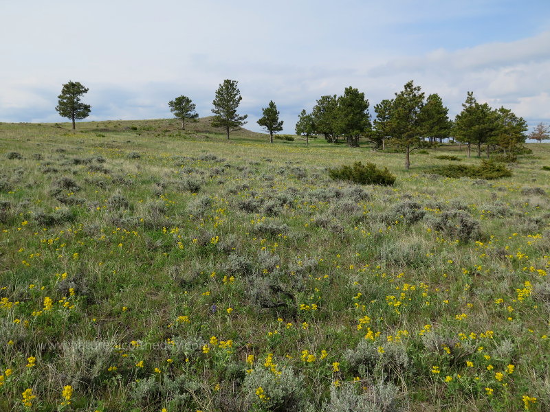 Prairie, flowers and trees in Montana