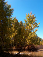 Aspen in California