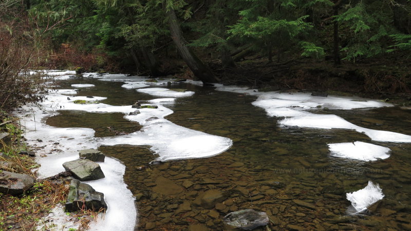 Palouse River underneath the cedar trees.