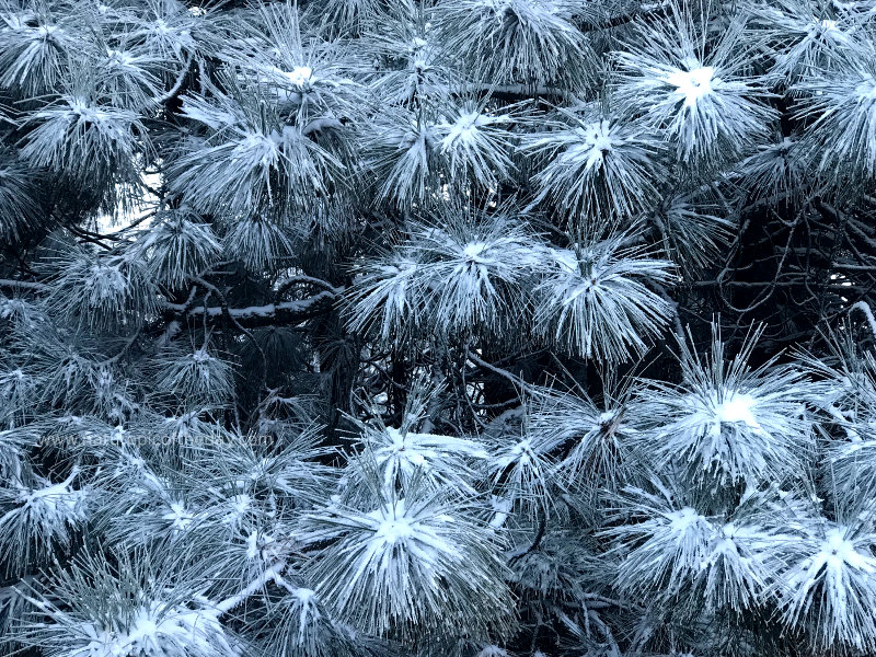 Frost on Pine Needles