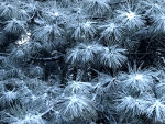 Frost on Pine Needles