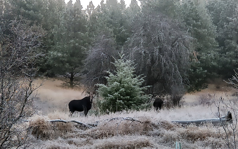 Moose on the loose in Idaho!