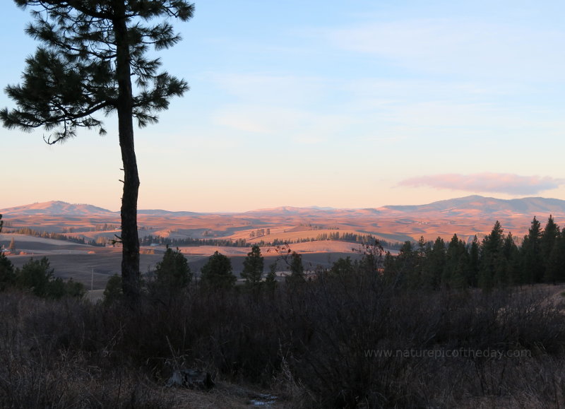 Palouse hills at Sunset