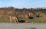 Deer on Fire Island, NY