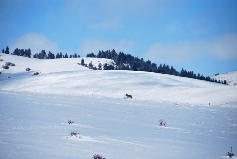 Coyote on the snow.