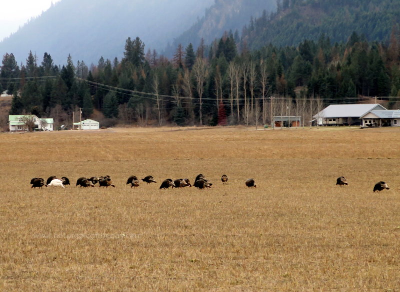 A White Turkey in Montana