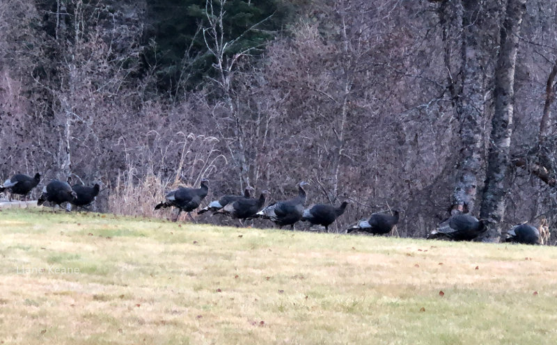 Turkeys hiding before Thanksgiving