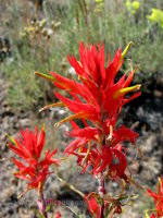 Indian paintbrush