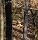 A beaver on the Rivanna River