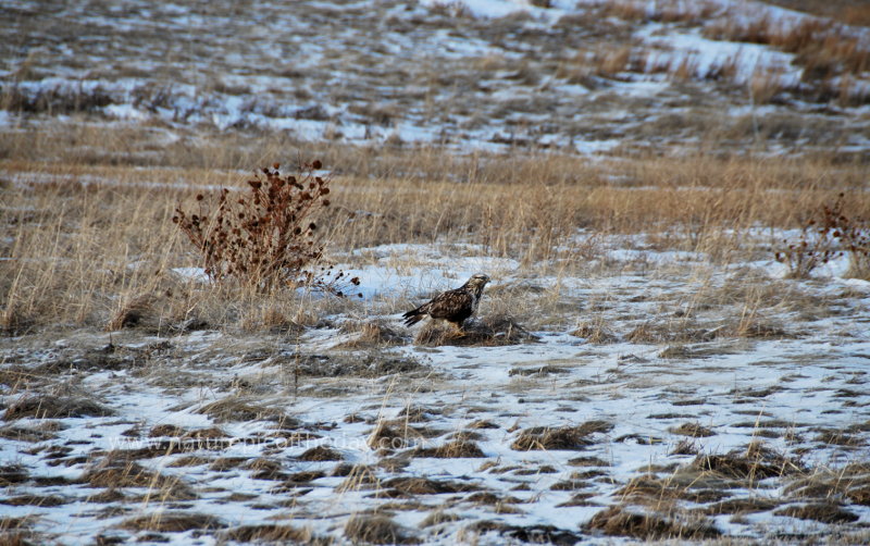 Hawk in a field.