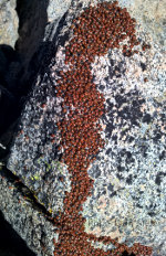 A lot of ladybugs on top of Mount Stuart in Washington State.
