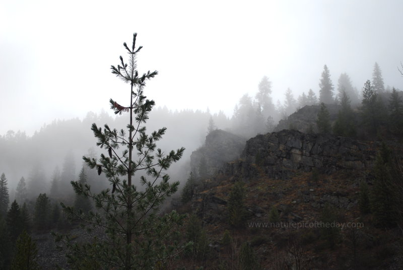 Misty fog in the Rocky Mountains