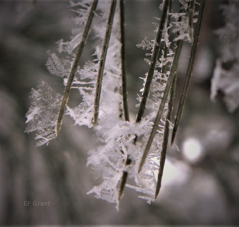 Beautiful frost crystals in Indiana