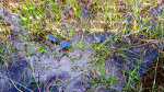 Pretty Purple Gallinules in Florida