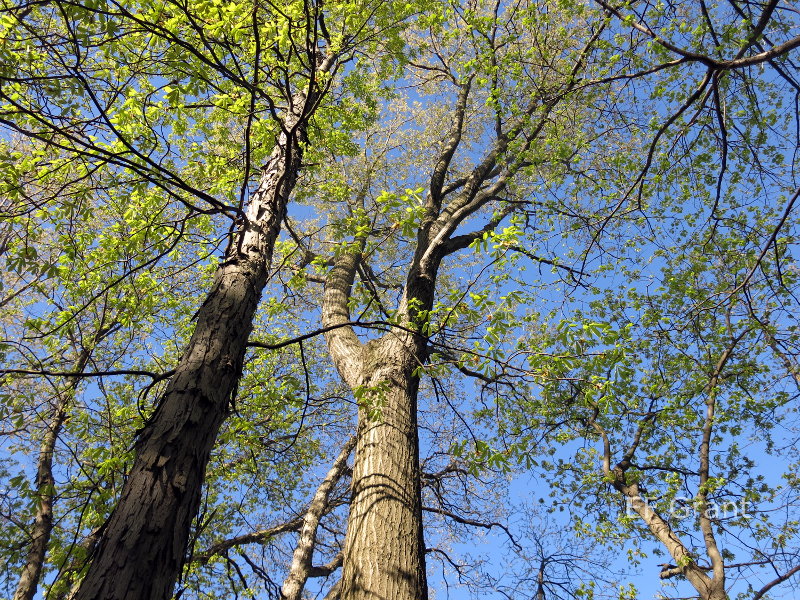 New buds on trees in Indiana