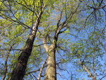 New buds on trees in Indiana