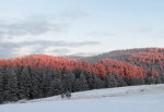 Pink sunlight on fresh snow in a forest.