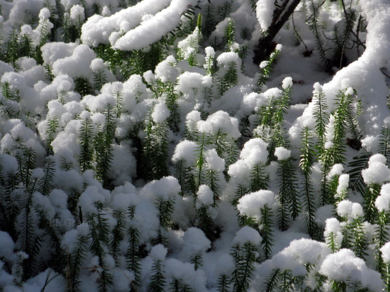 Snow covered pine in Bavaria