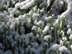 Snow covered pine in Bavaria