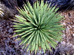 Yucca Plant in Red Rock Canyon, Nevada