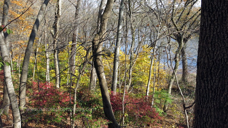 Fall colors in Indiana